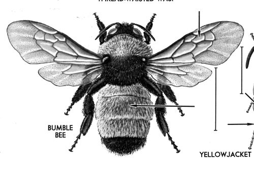 "'Bee' in the moment"