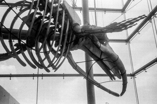 16274526992_db16f1076b_b